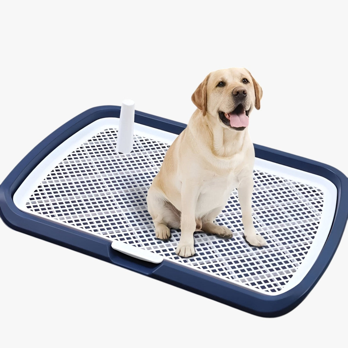 Carter | Hundetoilette mit abnehmbaren Netz Einfaches und hygienisches Training