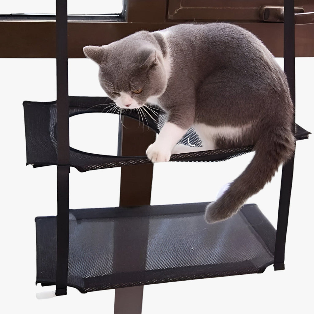 Simba | Sonnige Fensterkatze