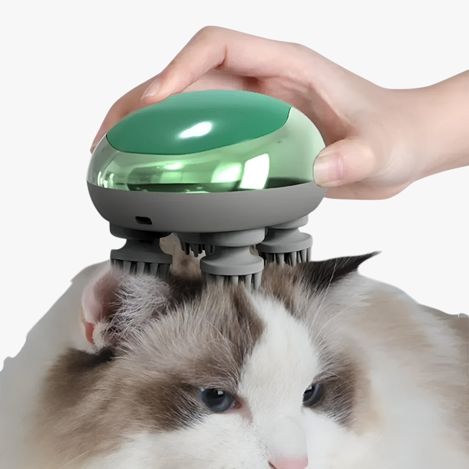 Kayden | Massage für Katzen und Hunde Wohlbefinden auf Pfotengröße