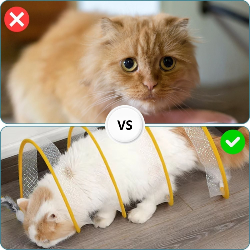 KittyMaze™ | Faltbarer Katzentunnel mit integrierten Spielzeugen