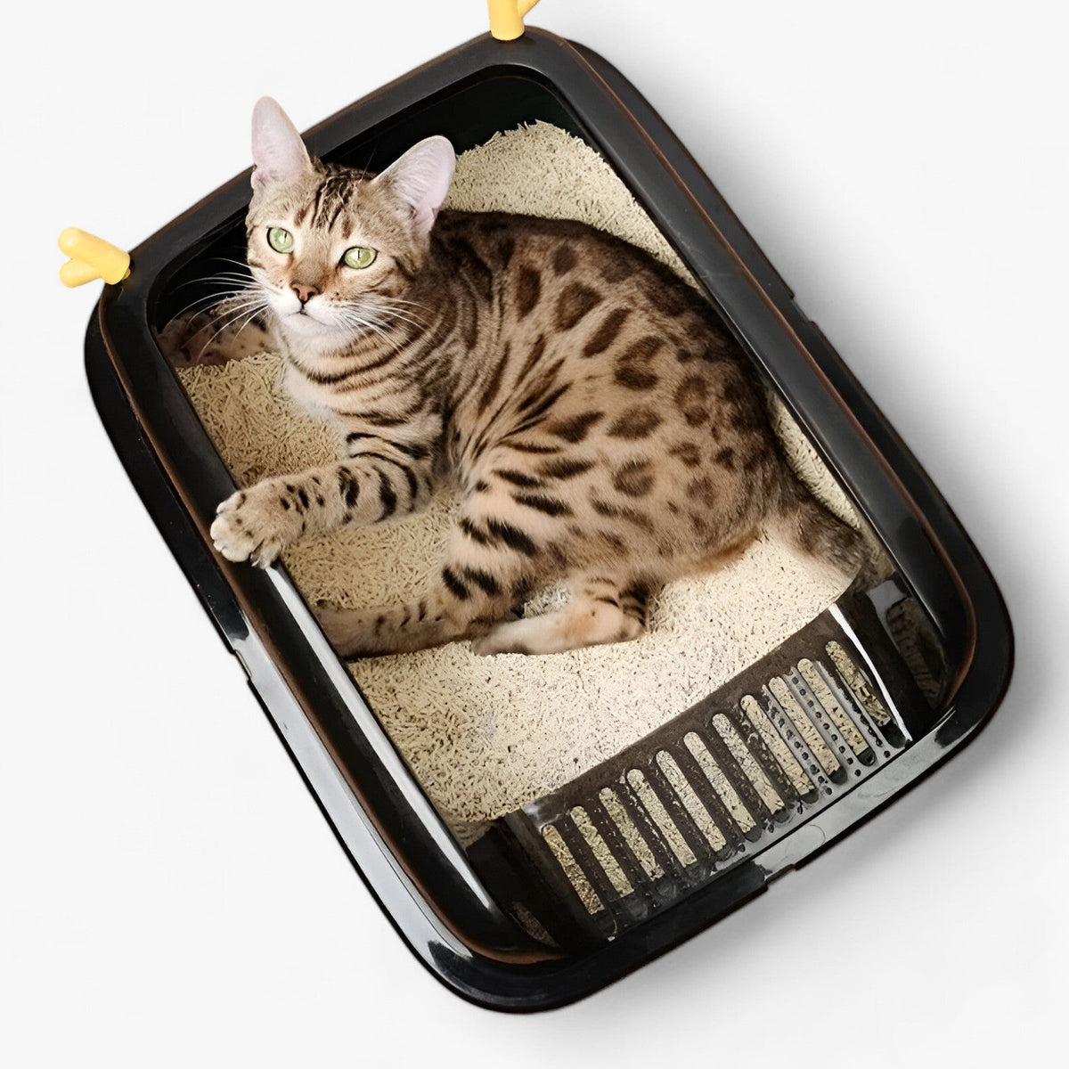 Halb-Offene Katzentoilette - Modernes Design für Leichten Zugang und Sauberkeit
